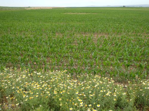 Daisies and Corn.